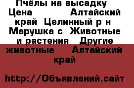 Пчёлы на высадку › Цена ­ 4 500 - Алтайский край, Целинный р-н, Марушка с. Животные и растения » Другие животные   . Алтайский край